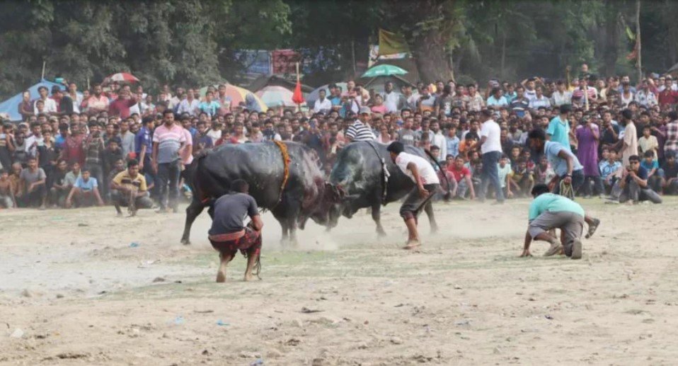 প্রচণ্ড গরমে নড়াইলে সুলতান মেলায় ষাঁড়ের লড়াই